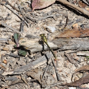 Austrogomphus guerini at QPRC LGA - 15 Nov 2023 02:30 PM