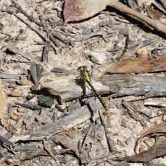 Austrogomphus guerini at QPRC LGA - 15 Nov 2023 02:30 PM