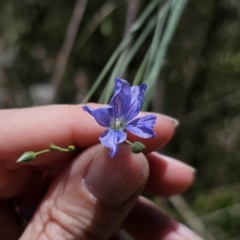 Linum marginale (Native Flax) at QPRC LGA - 15 Nov 2023 by Csteele4