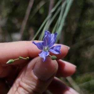 Linum marginale at QPRC LGA - 15 Nov 2023