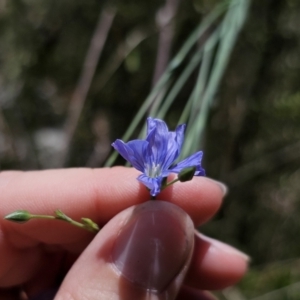 Linum marginale at QPRC LGA - 15 Nov 2023