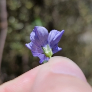 Linum marginale at QPRC LGA - 15 Nov 2023