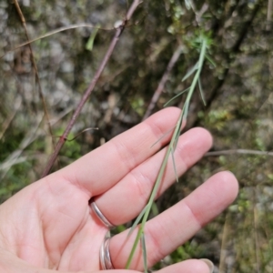 Linum marginale at QPRC LGA - 15 Nov 2023