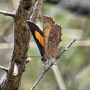 Paralucia aurifera at QPRC LGA - 15 Nov 2023 01:56 PM