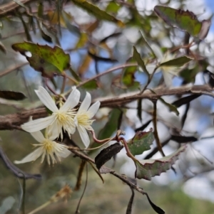 Clematis aristata at QPRC LGA - 15 Nov 2023