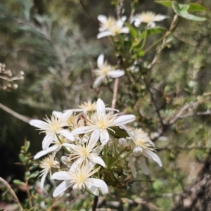 Clematis aristata at QPRC LGA - 15 Nov 2023