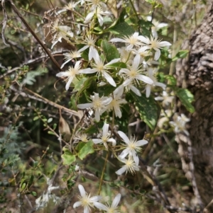 Clematis aristata at QPRC LGA - 15 Nov 2023