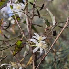 Clematis aristata at QPRC LGA - 15 Nov 2023