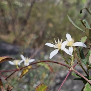 Clematis aristata at QPRC LGA - 15 Nov 2023