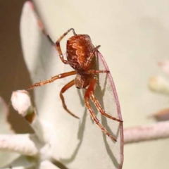 Salsa fuliginata (Sooty Orb-weaver) at Pomaderris Nature Reserve - 11 Nov 2023 by ConBoekel