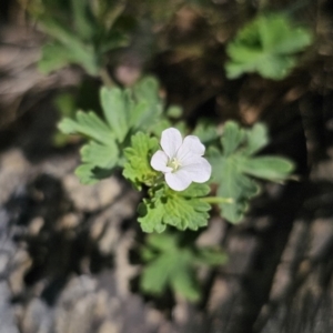 Geranium potentilloides var. potentilloides at QPRC LGA - 15 Nov 2023