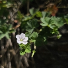 Geranium potentilloides var. potentilloides at QPRC LGA - 15 Nov 2023