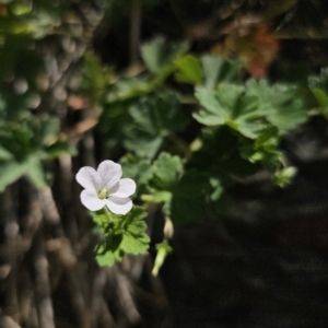 Geranium potentilloides var. potentilloides at QPRC LGA - 15 Nov 2023