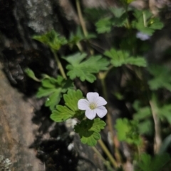 Geranium potentilloides var. potentilloides at QPRC LGA - 15 Nov 2023