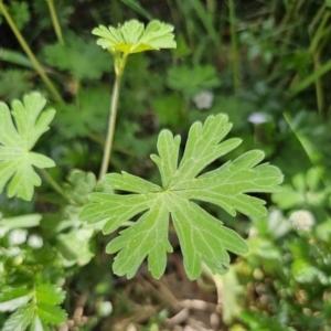 Geranium potentilloides var. potentilloides at QPRC LGA - 15 Nov 2023