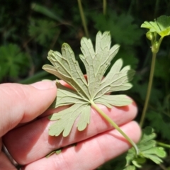 Geranium potentilloides var. potentilloides at QPRC LGA - 15 Nov 2023