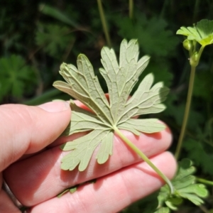 Geranium potentilloides var. potentilloides at QPRC LGA - 15 Nov 2023