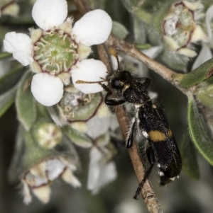 Eleale pulchra at Croke Place Grassland (CPG) - 14 Nov 2023