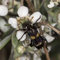 Eleale pulchra at Croke Place Grassland (CPG) - 14 Nov 2023