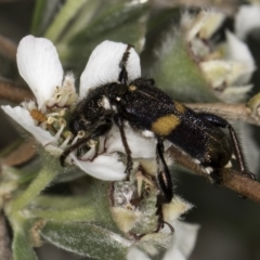 Eleale pulchra at Croke Place Grassland (CPG) - 14 Nov 2023