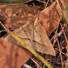 Epidesmia hypenaria (Long-nosed Epidesmia) at Pomaderris Nature Reserve - 12 Nov 2023 by ConBoekel