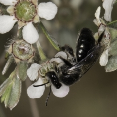 Leioproctus sp. (genus) (Plaster bee) at McKellar, ACT - 14 Nov 2023 by kasiaaus