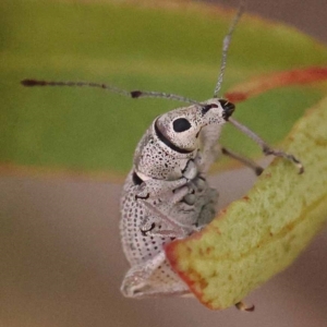 Merimnetes oblongus at Pomaderris Nature Reserve - 12 Nov 2023