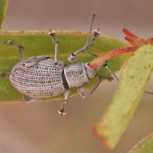 Merimnetes oblongus at Pomaderris Nature Reserve - 12 Nov 2023