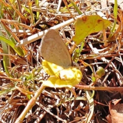 Zizina otis (Common Grass-Blue) at Pomaderris Nature Reserve - 12 Nov 2023 by ConBoekel