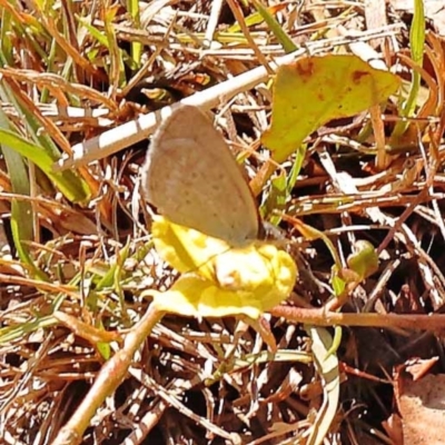 Zizina otis (Common Grass-Blue) at Pomaderris Nature Reserve - 11 Nov 2023 by ConBoekel