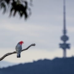 Callocephalon fimbriatum (Gang-gang Cockatoo) at Hackett, ACT - 12 Nov 2023 by trevsci