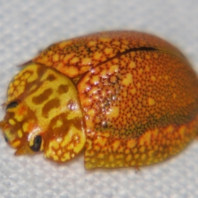 Paropsis (paropsine) genus-group (Unidentified 'paropsine' leaf beetle) by PJH123