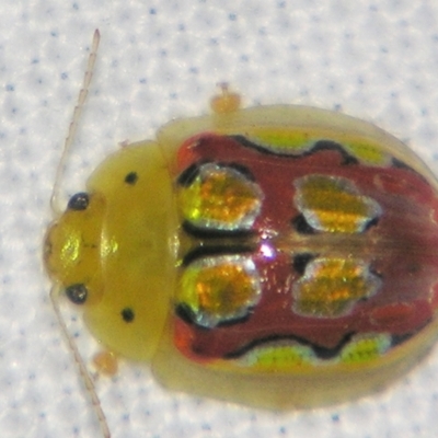 Paropsisterna nobilitata (Leaf beetle, Button beetle) at Bolivia, NSW - 24 Jan 2009 by PJH123