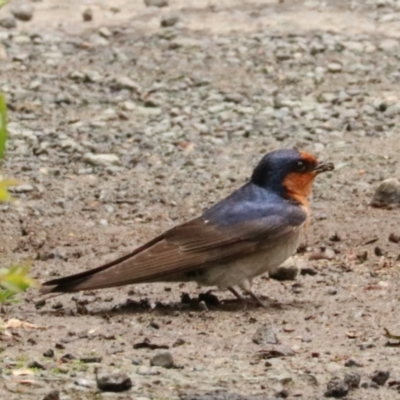 Hirundo neoxena (Welcome Swallow) at O'Reilly, QLD - 10 Nov 2023 by Rixon