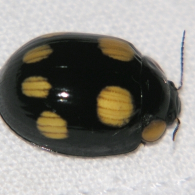 Paropsisterna octosignata (Eucalyptus leaf beetle) at Bolivia, NSW - 23 Jan 2009 by PJH123