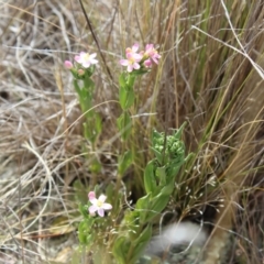 Centaurium sp. (Centaury) at Lawson Grasslands (LWG) - 15 Nov 2023 by maura