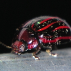 Paropsisterna semivittata (Eucalyptus leaf beetle) at Bolivia, NSW - 24 Jan 2009 by PJH123