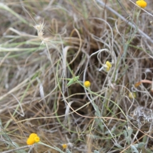 Tettigoniidae (family) at Lawson Grasslands (LWG) - 15 Nov 2023