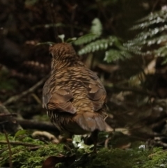 Zoothera lunulata (Bassian Thrush) at O'Reilly, QLD - 10 Nov 2023 by Rixon