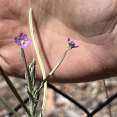 Epilobium billardiereanum subsp. cinereum (Hairy Willow Herb) at Higgins Woodland - 15 Nov 2023 by Untidy