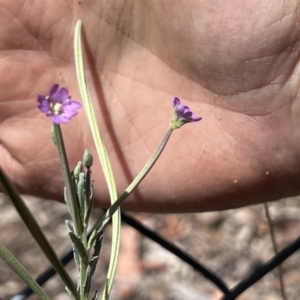 Epilobium billardiereanum subsp. cinereum at Higgins Woodland - 15 Nov 2023 02:39 PM