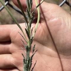 Epilobium billardiereanum subsp. cinereum at Higgins Woodland - 15 Nov 2023