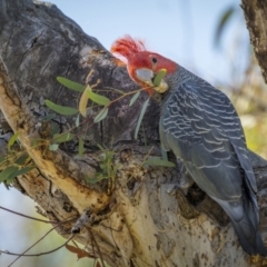 Callocephalon fimbriatum (Gang-gang Cockatoo) at Mount Majura - 13 Nov 2023 by trevsci