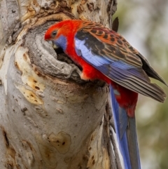 Platycercus elegans (Crimson Rosella) at Mount Majura - 14 Nov 2023 by trevsci