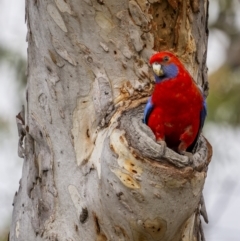 Platycercus elegans at Mount Majura - 15 Nov 2023 08:28 AM