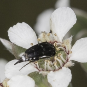 Mordellidae (family) at McKellar, ACT - 14 Nov 2023 11:22 AM