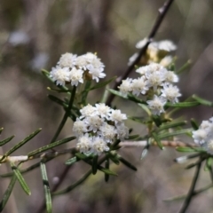 Ozothamnus thyrsoideus (Sticky Everlasting) at QPRC LGA - 15 Nov 2023 by Csteele4