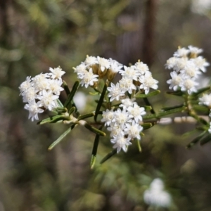 Ozothamnus thyrsoideus at QPRC LGA - 15 Nov 2023