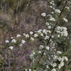 Ozothamnus thyrsoideus at QPRC LGA - 15 Nov 2023