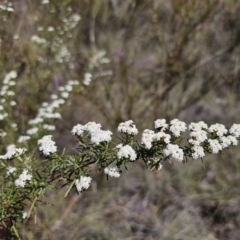 Ozothamnus thyrsoideus at QPRC LGA - 15 Nov 2023